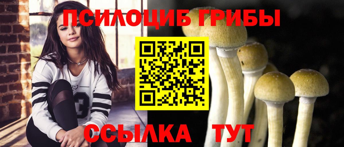 Мичуринск  Псилоцибиновые грибы Psilocybe  закладки  Вход с VPN 